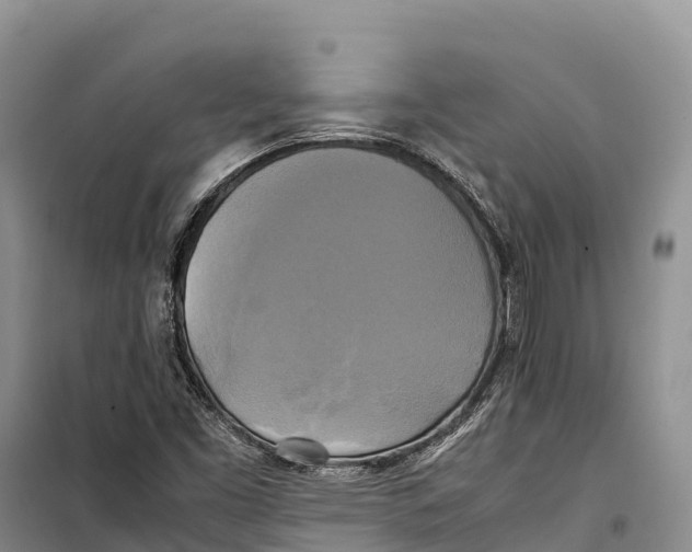 X0000099231453200805151619