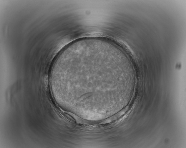 X0000099231457200805151619