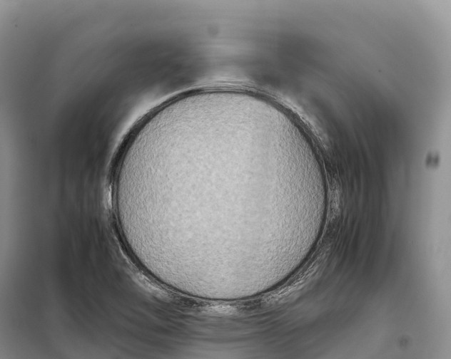 X0000099231462200805151619