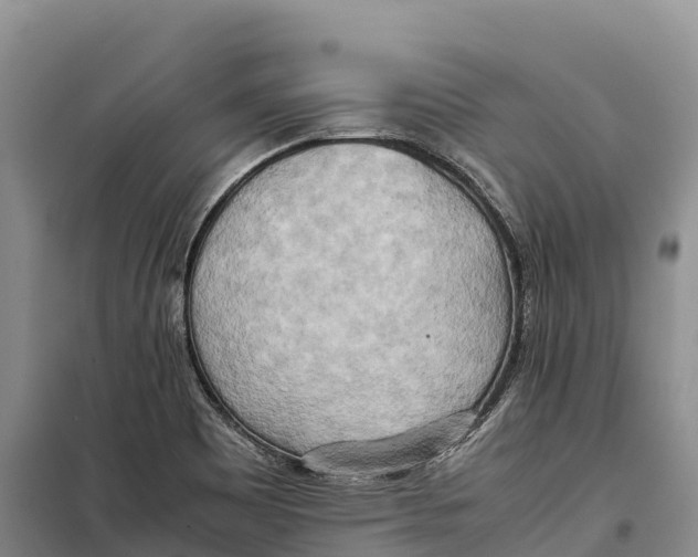 X0000099231465200805151619