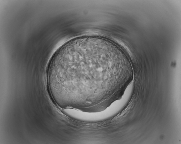 X0000099231467200805151619