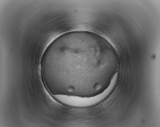 X0000099231468200805151619