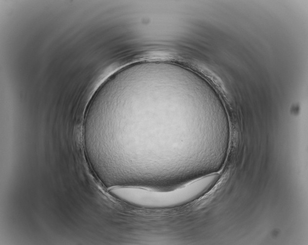 X0000099231473200805151618