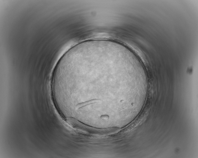 X0000099231475200805151618