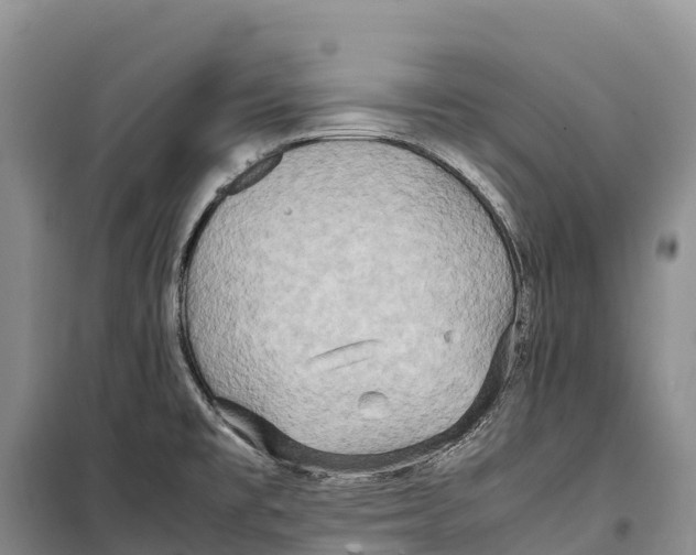 X0000099231477200805151618