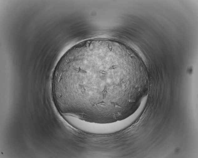 X0000099231483200805151618