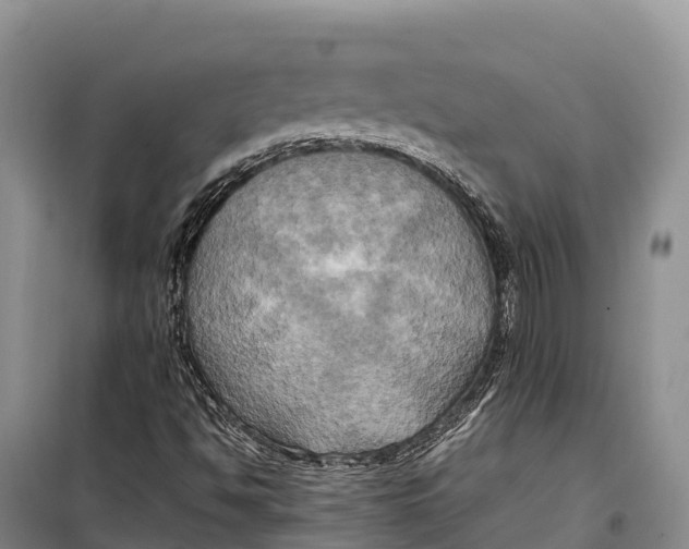 X0000099231494200805151618