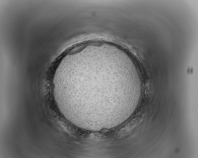 X0000099231496200805151618