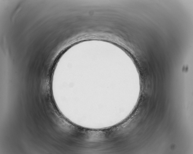 X0000099231498200805151618