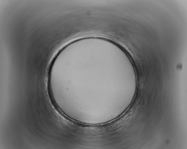 X0000099231508200805151618