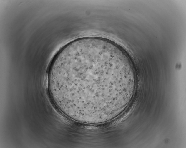 X0000099231509200805151618