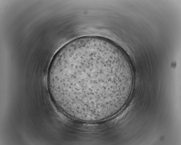 X0000099231513200805151618