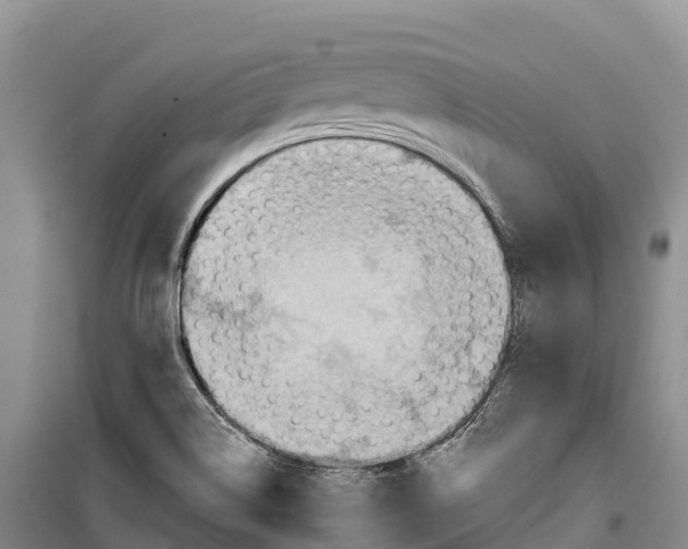 X0000099231514200805151618