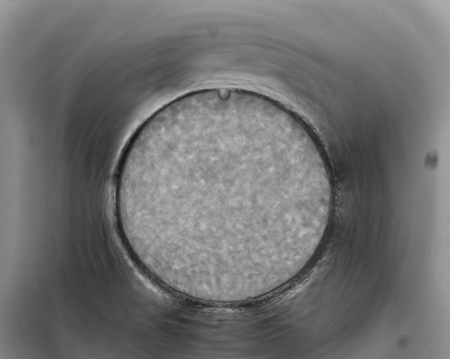 X0000099231517200805151618