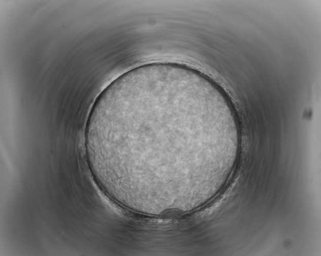 X0000099231521200805151618