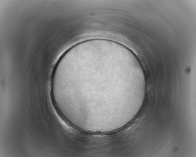 X0000099231523200805151618