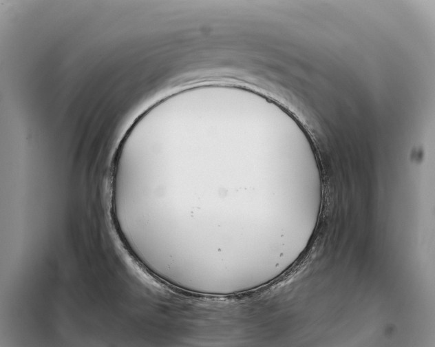 X0000099231526200805151618