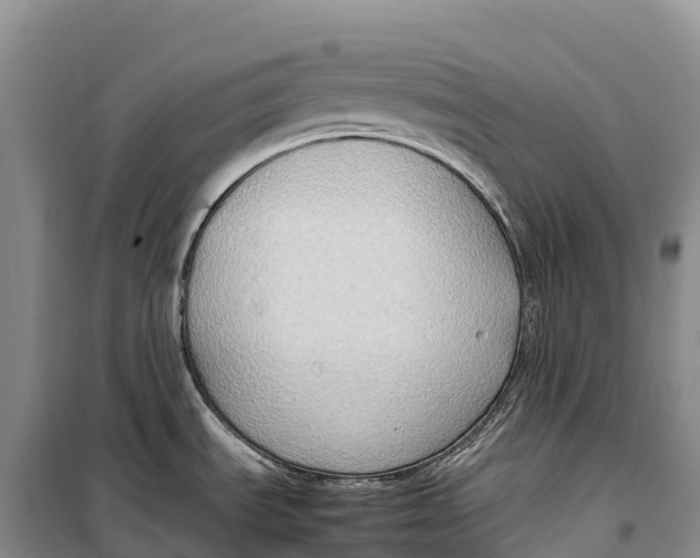 X0000099231535200805151618