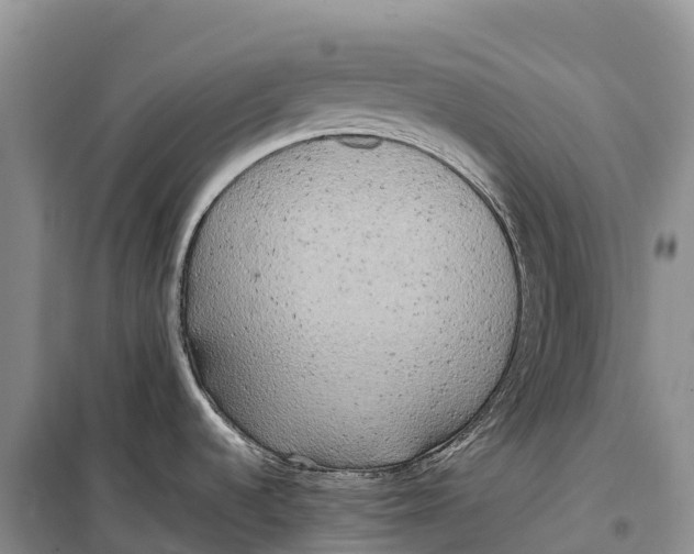 X0000099231536200805151618