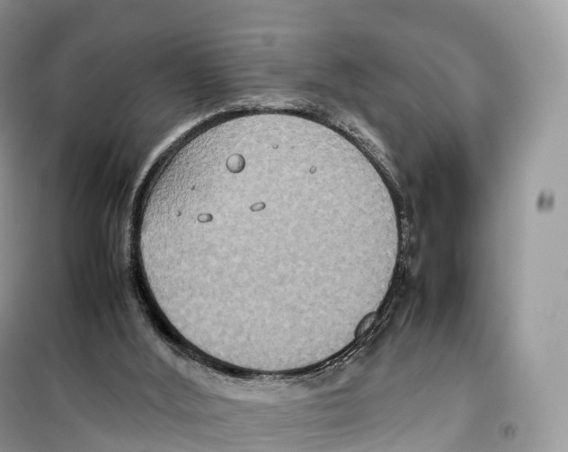 X0000099230012200805221846