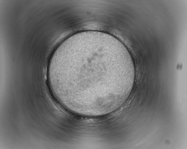 X0000099230062200805221844