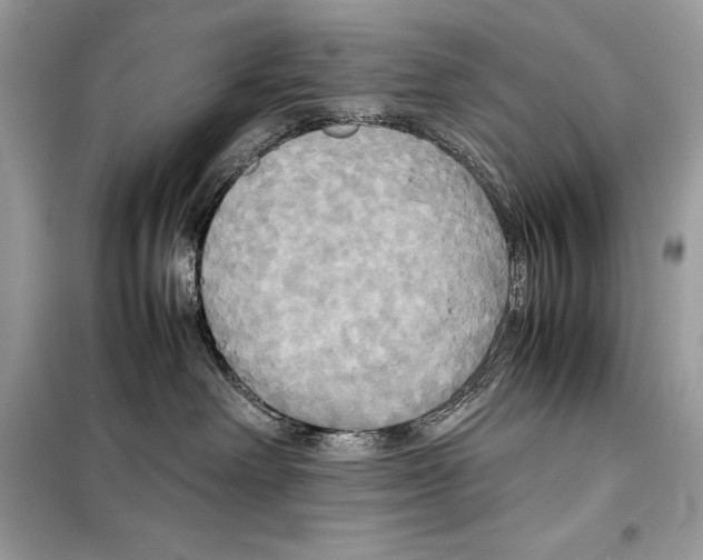 X0000099230238200805221842