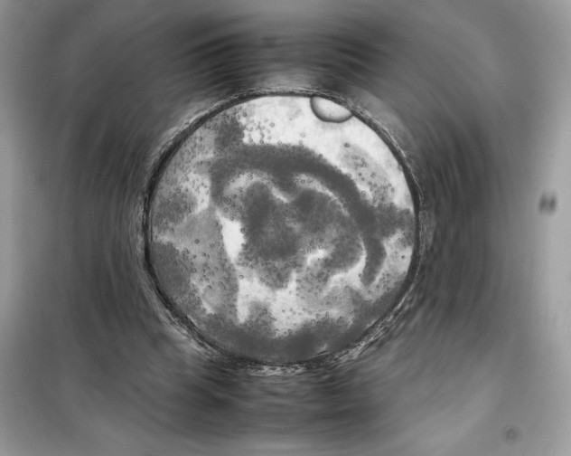 X0000099230345200805221841