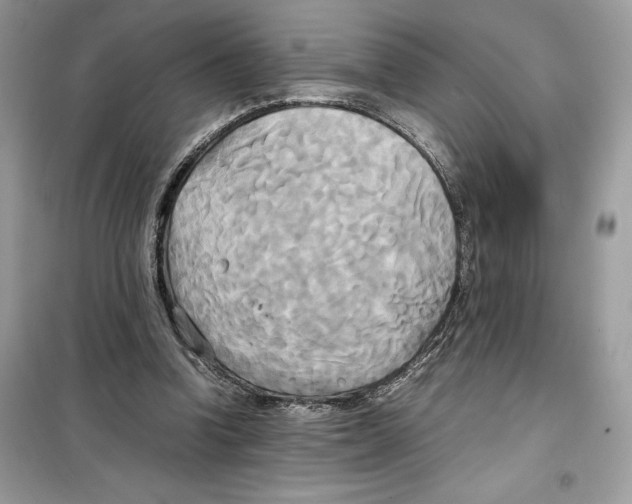 X0000099230346200805221841