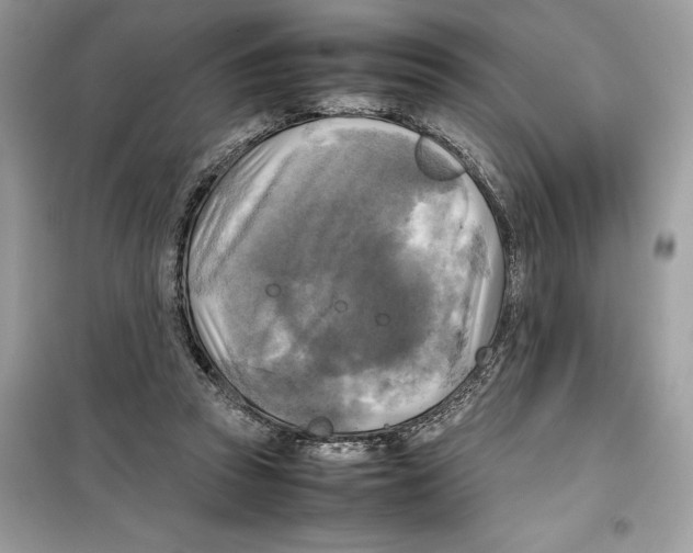 X0000099230353200805221841