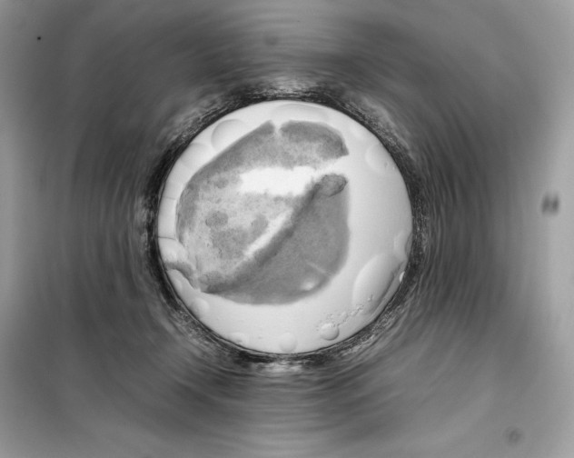 X0000099230366200805221841