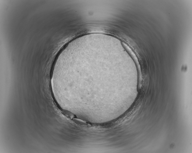 X0000099230385200805221841