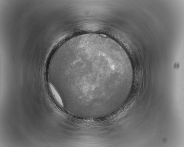 X0000099230399200805221840