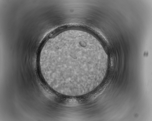 X0000099230588200805221838