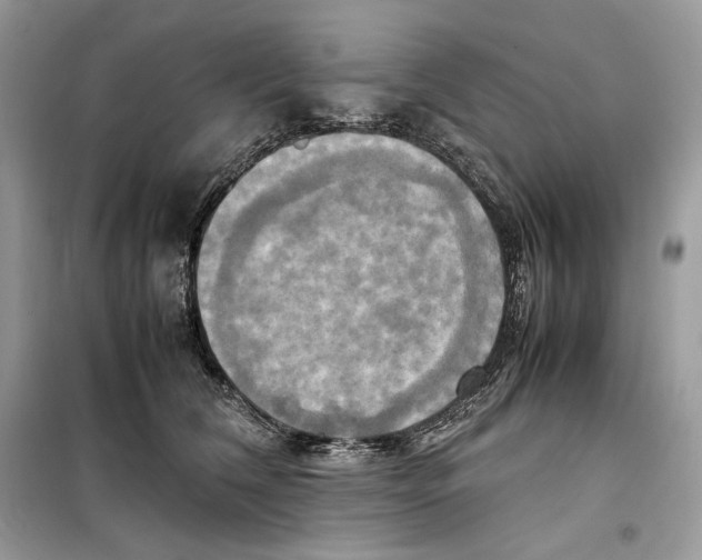 X0000099230612200805221838