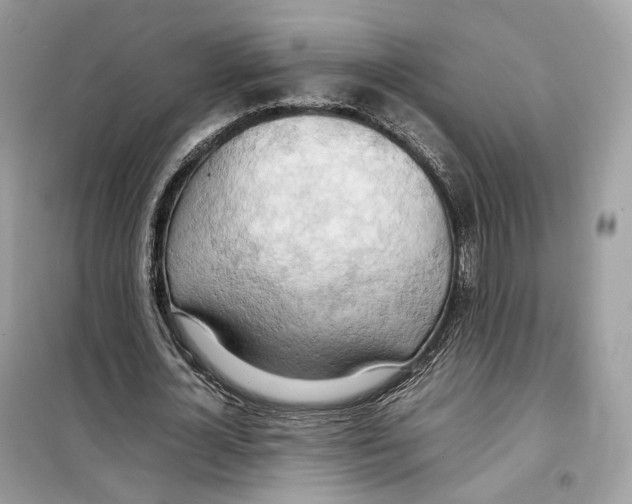 X0000099230724200805221835