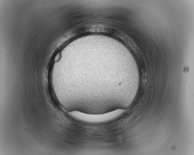 X0000099230727200805221835