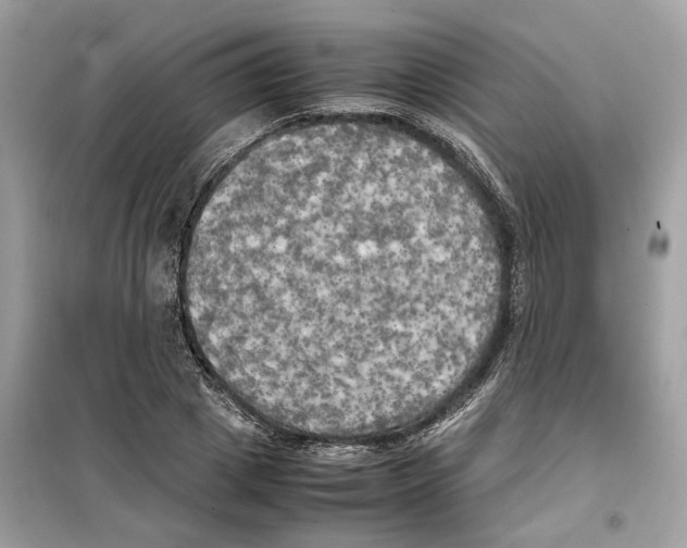 X0000099230833200805221834