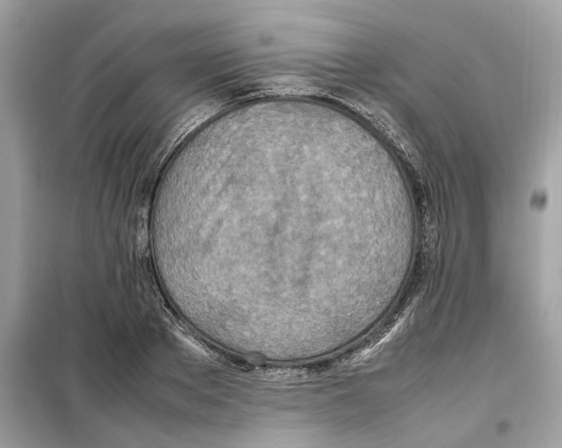 X0000099230889200805221834