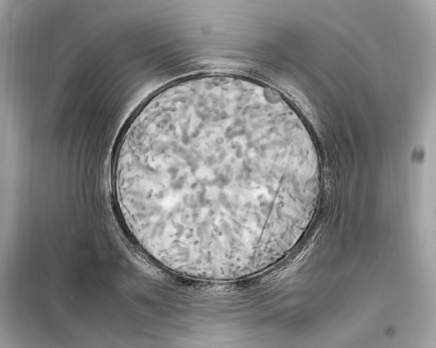 X0000099230891200805221834