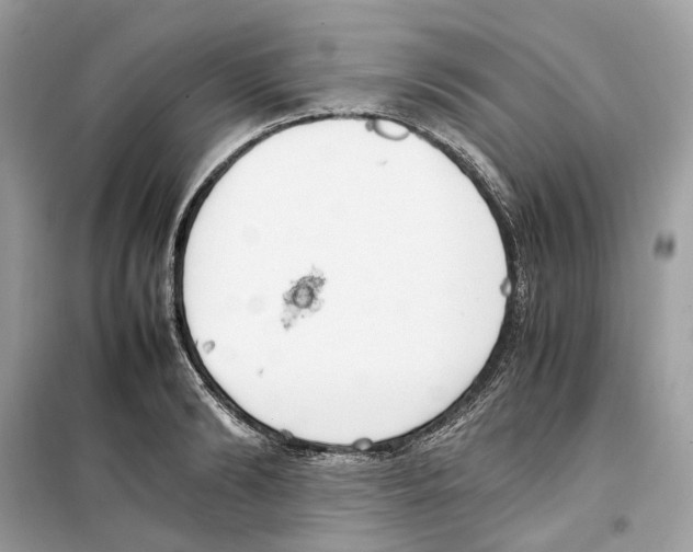 X0000099230894200805221834