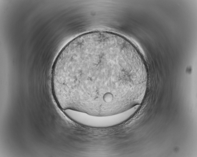 X0000099230903200805221834