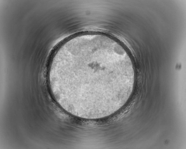 X0000099230971200805221833