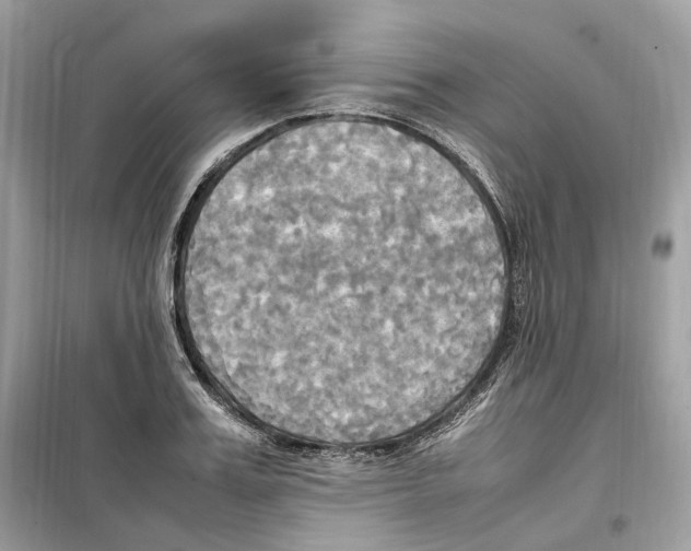 X0000099230987200805221832