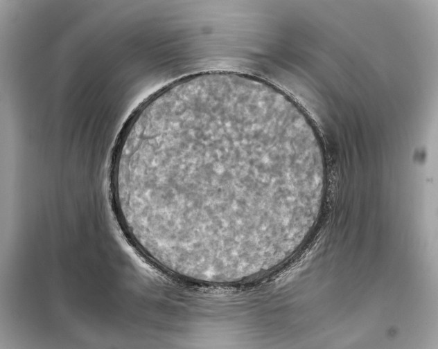 X0000099230991200805221832