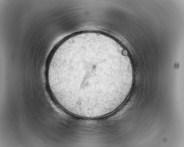 X0000099231030200805221832