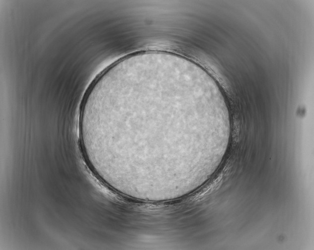 X0000099231036200805221832