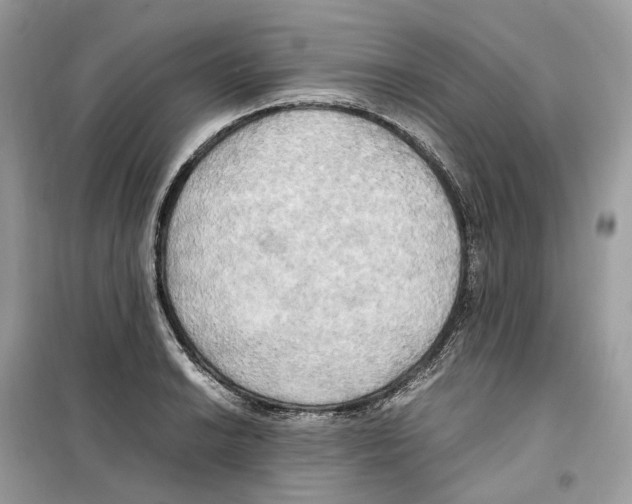 X0000099231038200805221832