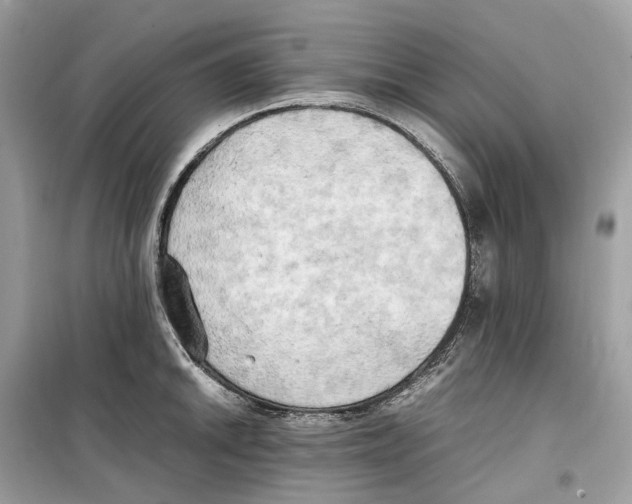 X0000099231046200805221832