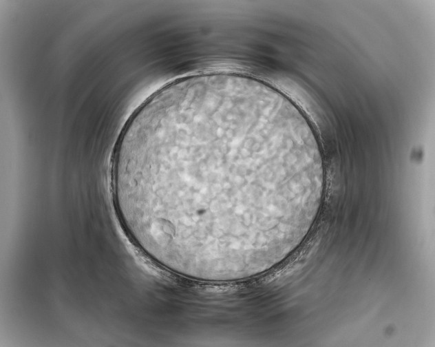 X0000099231047200805221832