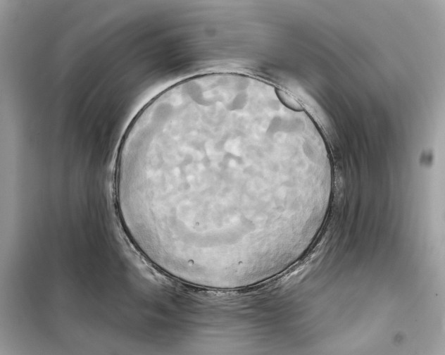 X0000099231052200805221832